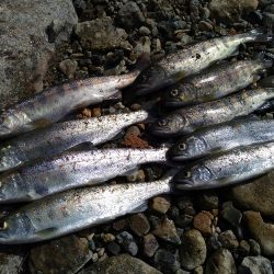 アマゴの味が忘れられず